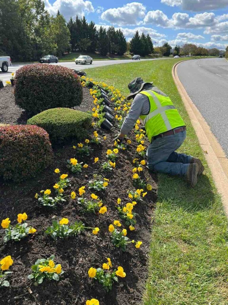 10.2.25 AMB Pansies 2