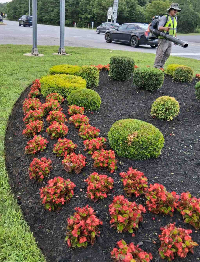 7.11.2025 AMB flower bed weeding & trimming 2 crop
