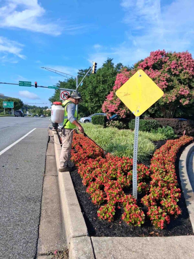 7.17.2025 AMB Flower Fertilization 1